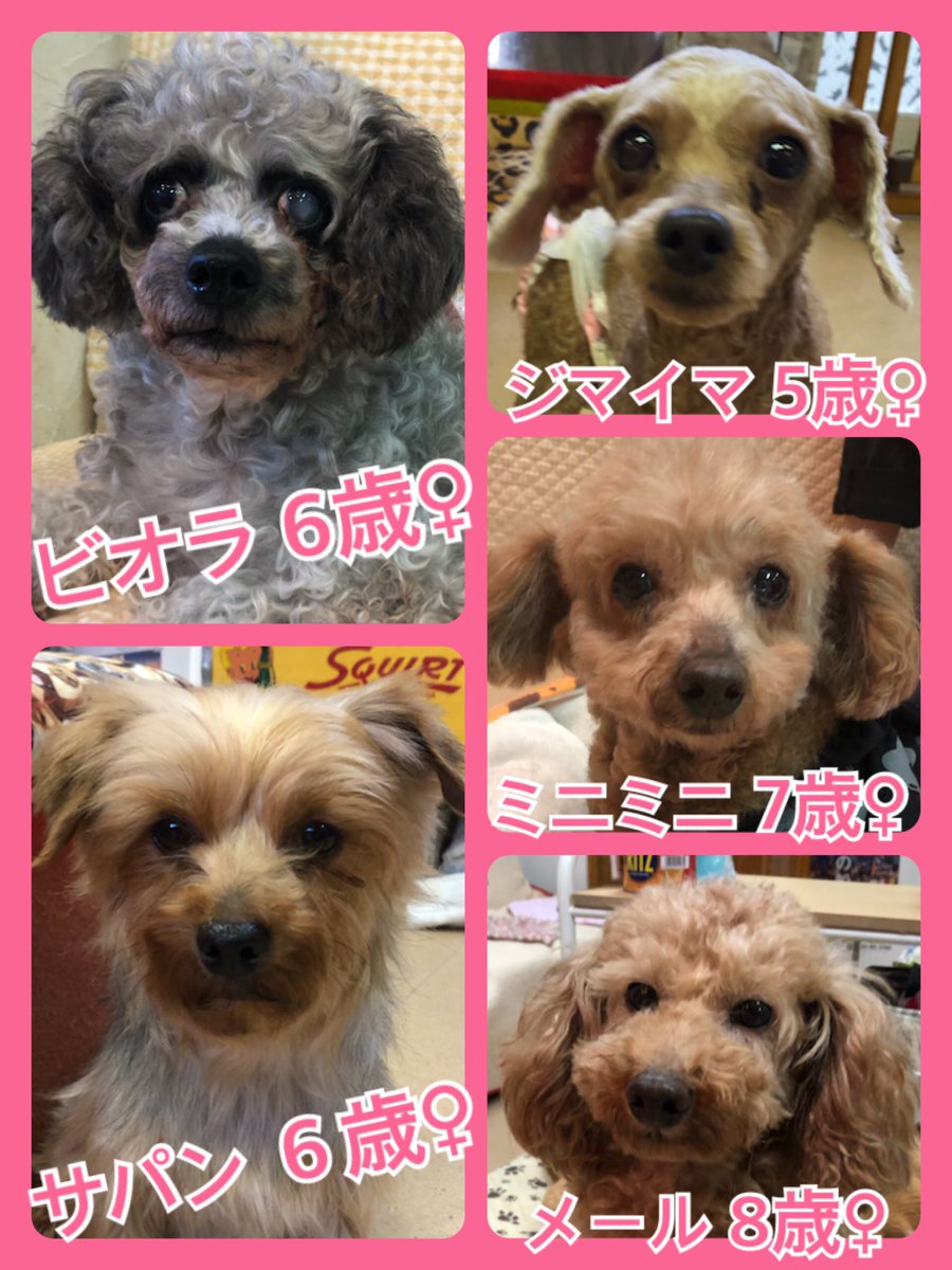 🐾今日の里親様募集中ワンコ🐶メンバーです🐾2020,5,10